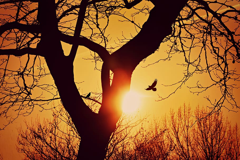 tree, branch, silhouette, sunset, skies, bird, sky, sunlight HD wallpaper