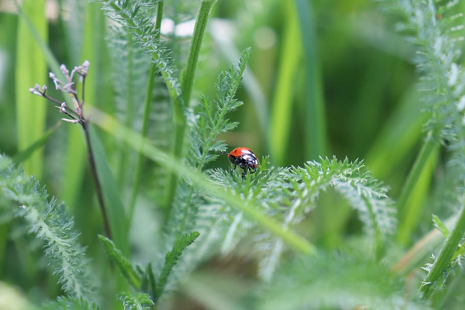 ladybug, meadow, insect, plant, beetle, grass, spring, landscape HD wallpaper