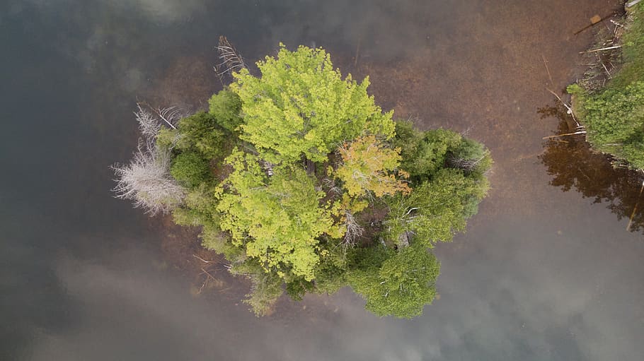 canada, mulmur, plant, nature, tree, no people, growth, green color HD wallpaper