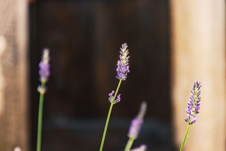 lavender, garden, close up, macro, purple, perriwinkle, plant, HD wallpaper