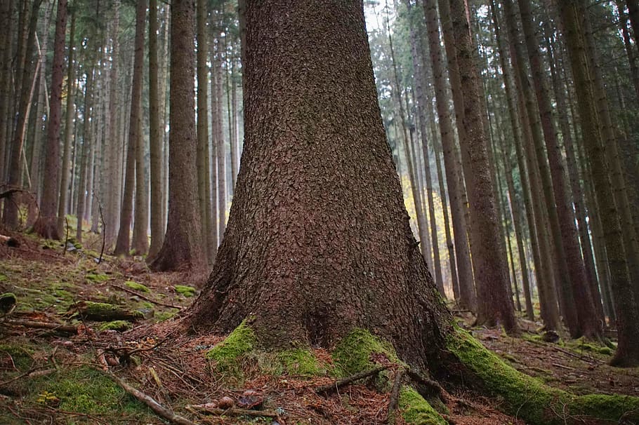 tree, spruce, root, fog, forest, autumn, moss, hell, light HD wallpaper
