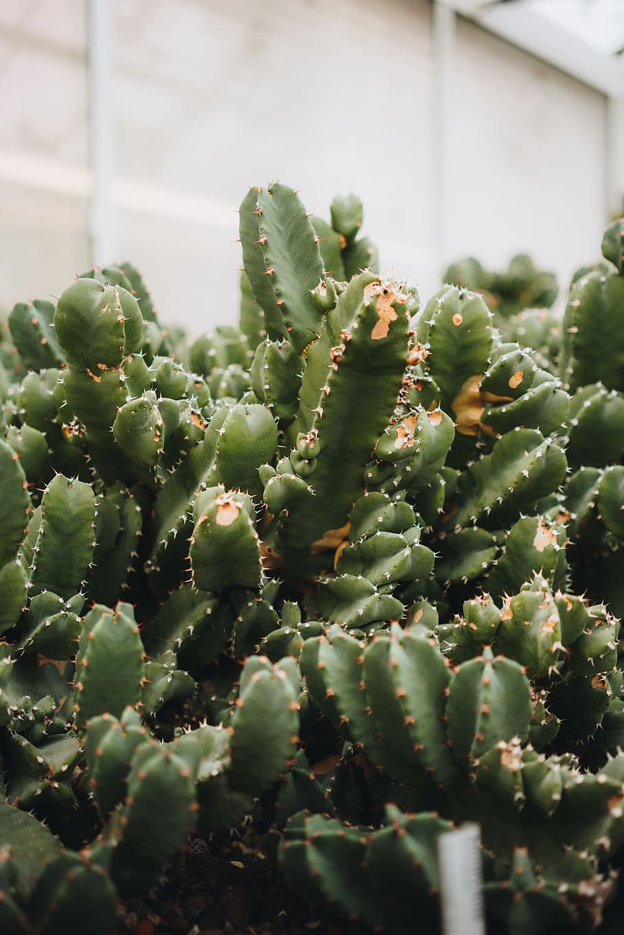 green cactus, green color, succulent plant, growth, no people HD wallpaper