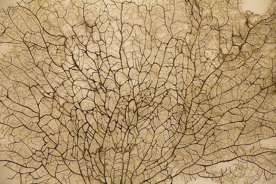texture, pattern, surface, nature, leaves, vegetation, branch HD wallpaper