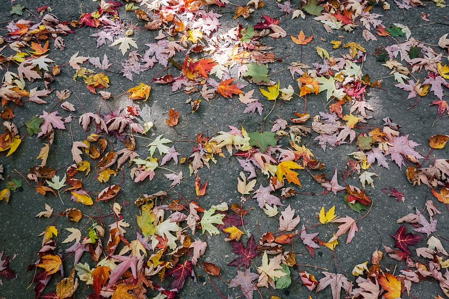 brown, pink, and gray leaves, leaf, maple, ground, autumn, fall HD wallpaper