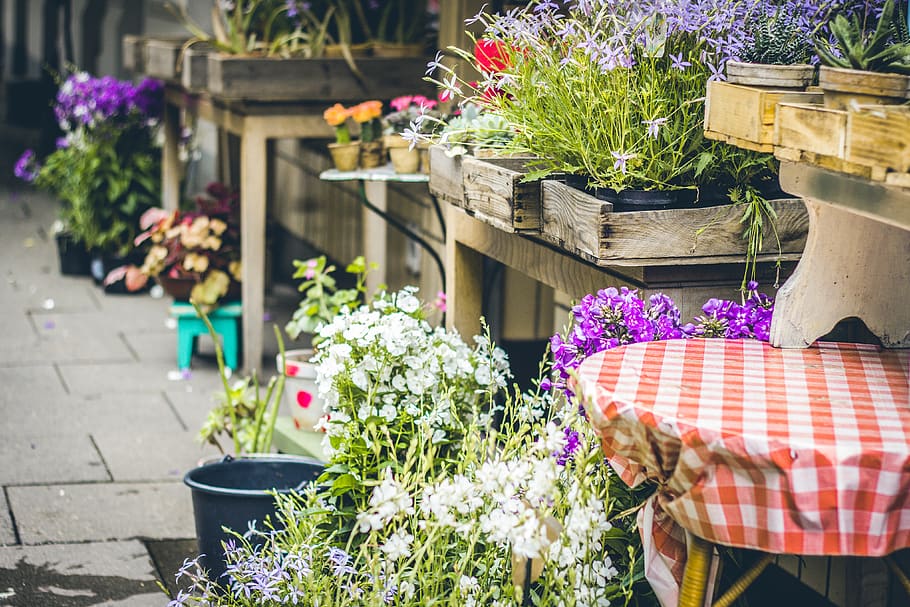 white flowers, plant, jar, vase, pottery, potted plant, flora HD wallpaper