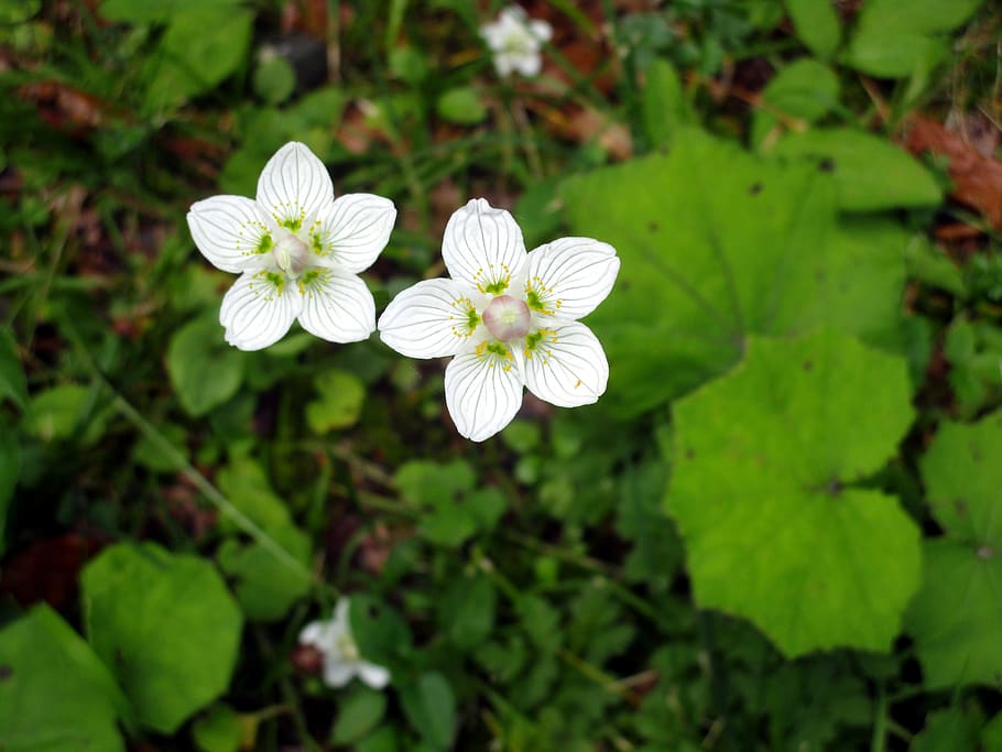 germany, oberstdorf, green, white, blossoms, flower, flowering plant HD wallpaper