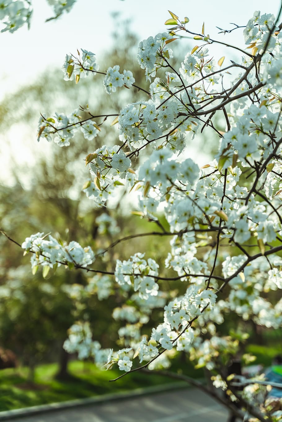 white flowers at bloom, plant, blossom, cherry blossom, tree HD wallpaper