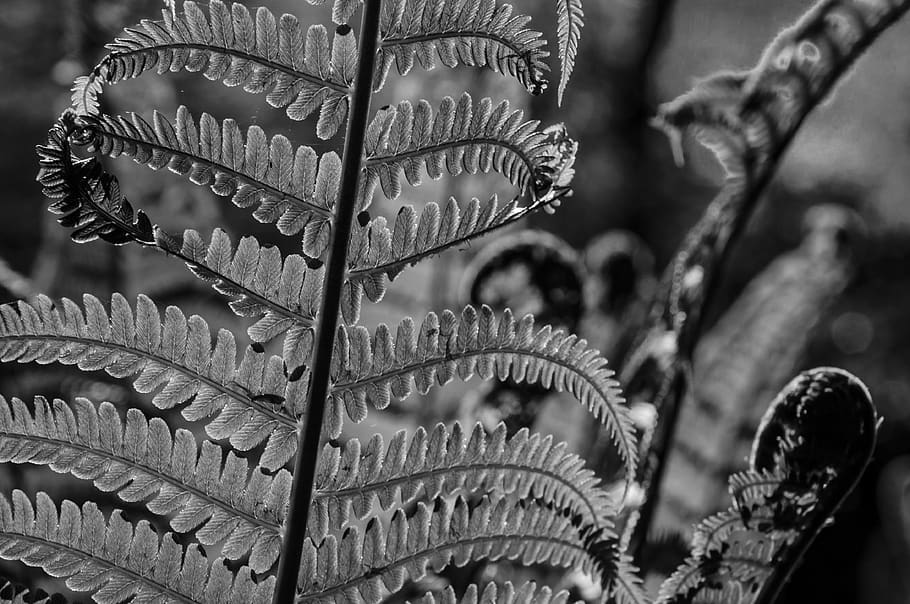 fern, black and white, pattern, light, shadow, light and shadow HD wallpaper