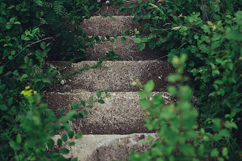 nature, plants, vines, paths, stairs, concrete, green, still HD wallpaper
