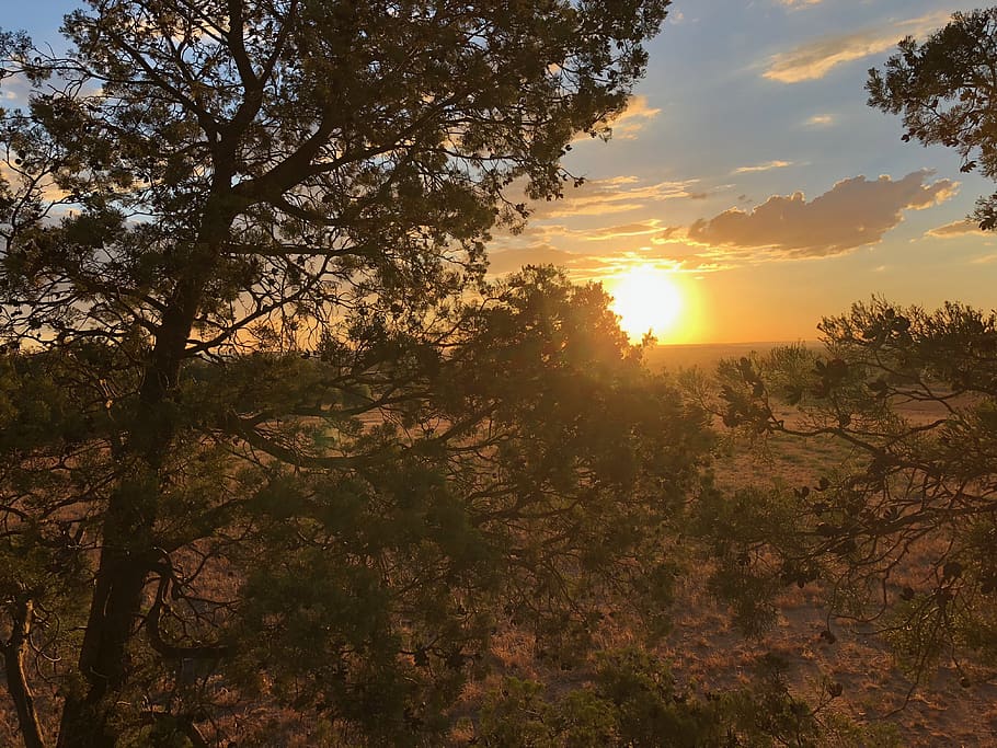 australia, sunset, trees, sky, plant, tranquility, beauty in nature HD wallpaper