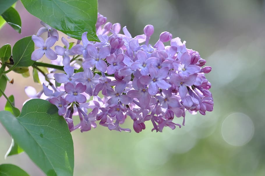 lilac, flower, spring, flowering, lavender, garden, flora, fragrance HD wallpaper