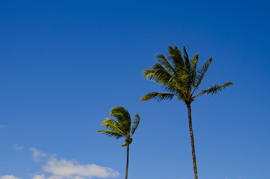 two coconut trees, sky, plant, growth, palm tree, blue, tropical climate HD wallpaper