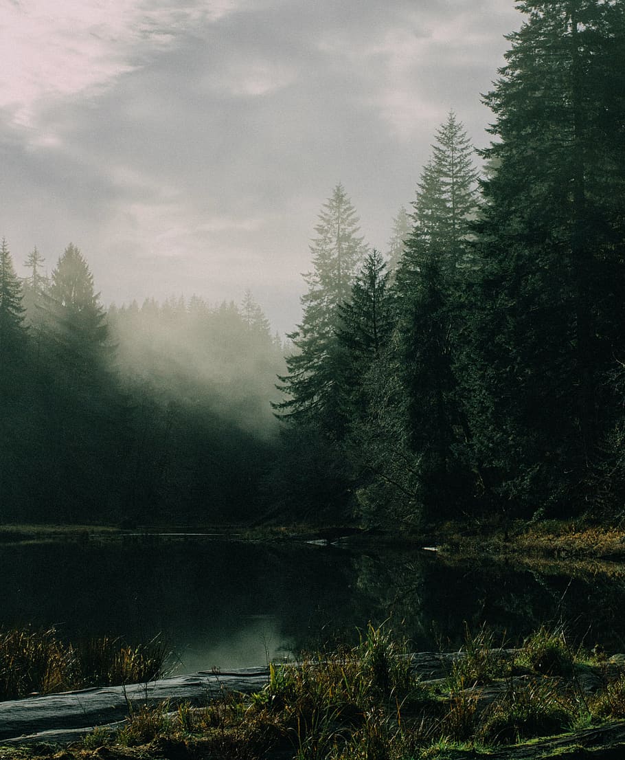 lake surrounded by trees under white clouds, flora, abies, conifer HD wallpaper