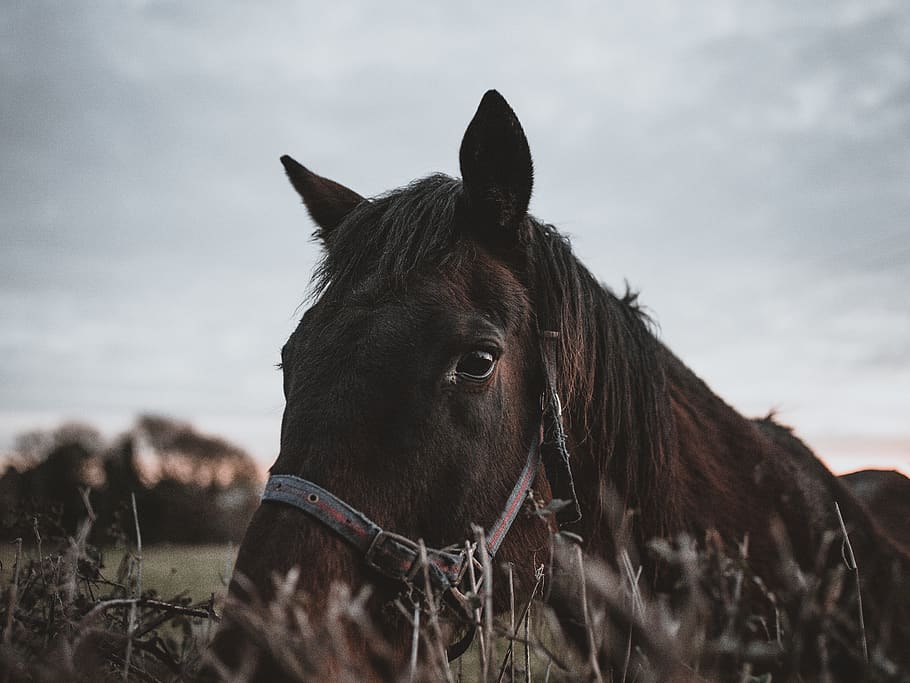 brown horse, domestic, domestic animals, animal themes, pets HD wallpaper