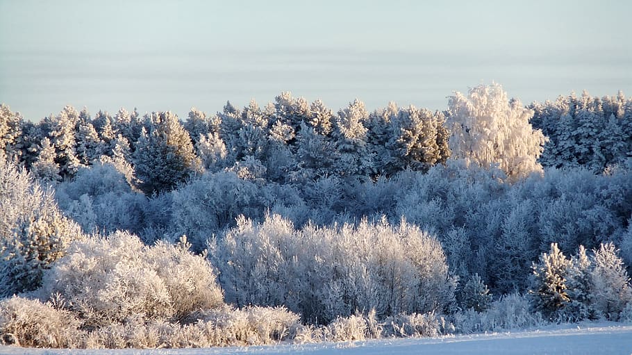 winter, leann, forest, cold, nature, landscape, trees, white HD wallpaper