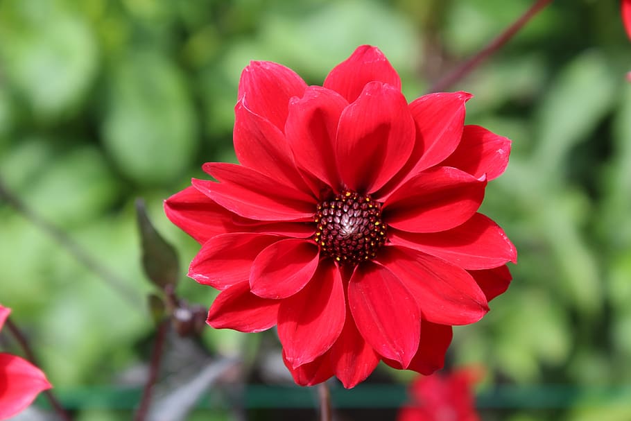 flower, closeup, red, the butchart gardens, brentwood bay, bc