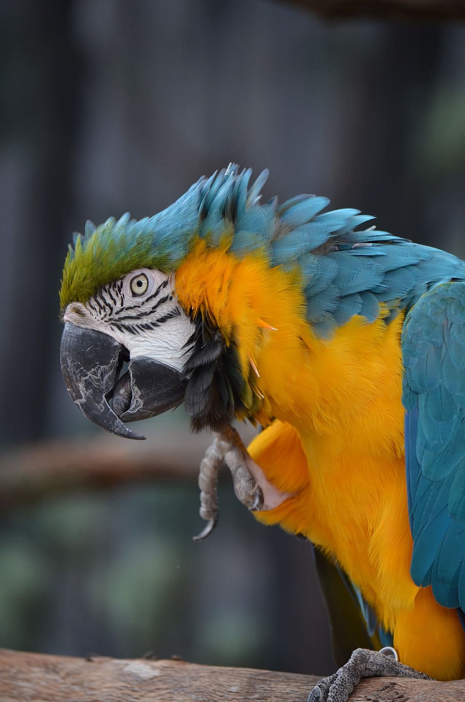 macaw, bird, parrot, plumage, colorful, exotic, feather, blue HD wallpaper