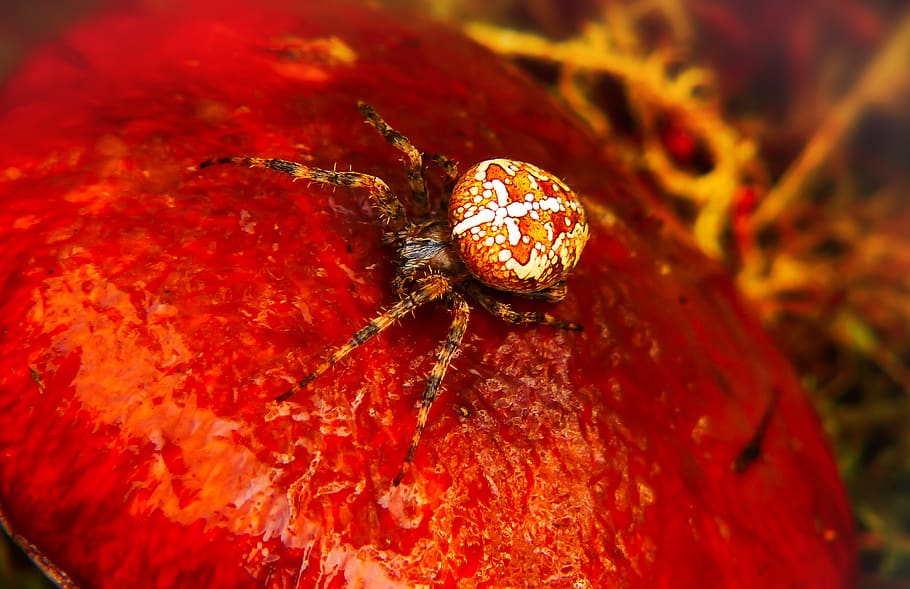 brown and white spider, invertebrate, insect, garden spider, arachnid HD wallpaper