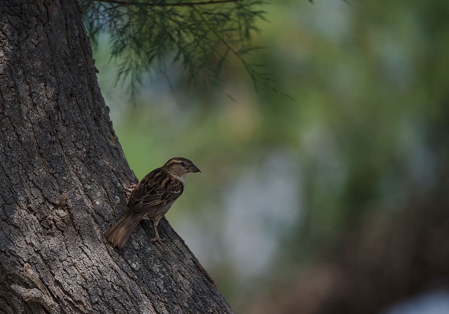 sparrow, bird, camargue, tree, animals in the wild, animal wildlife HD wallpaper