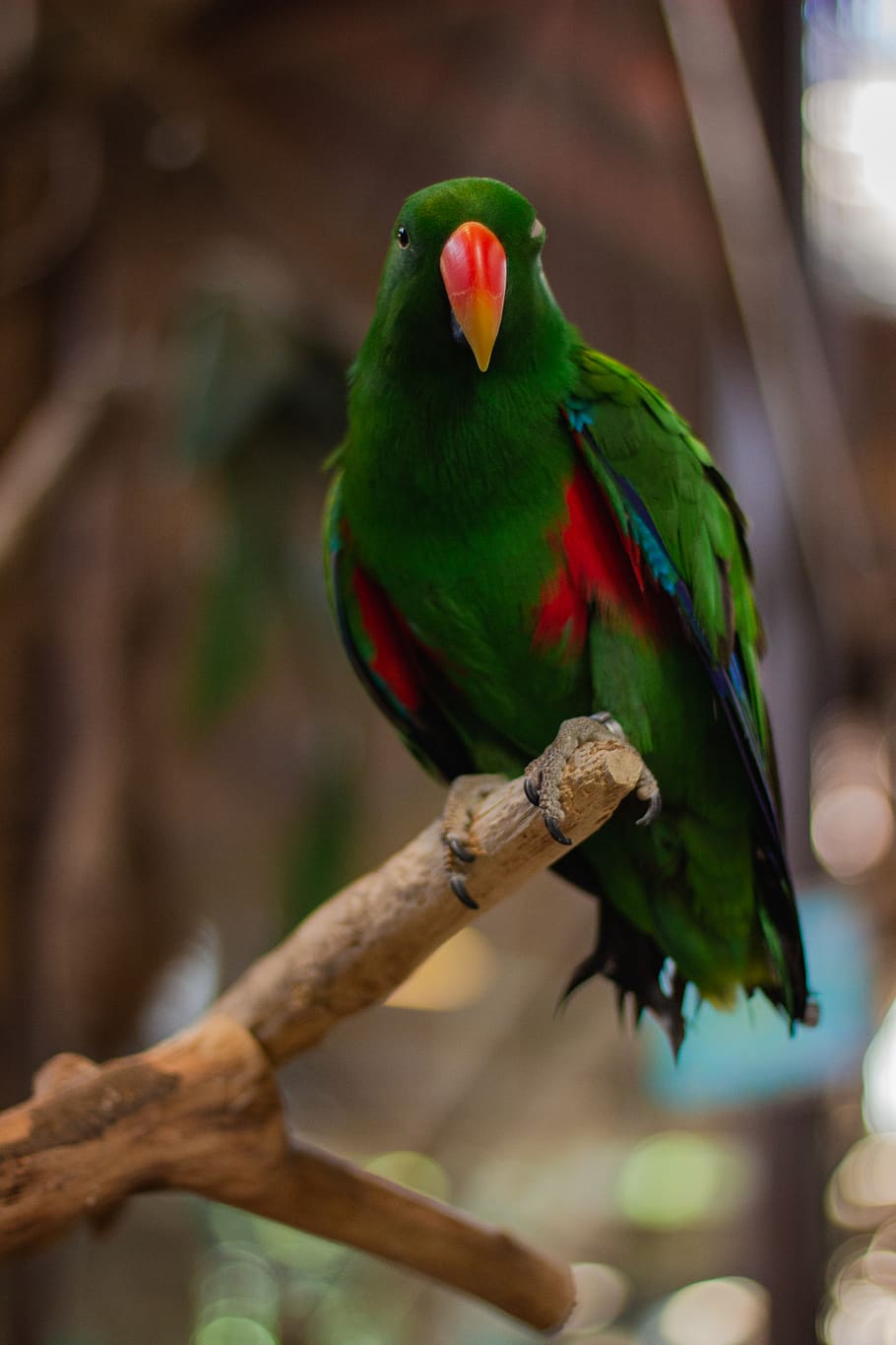 green parrot on tree branch, animal themes, bird, animal wildlife HD wallpaper