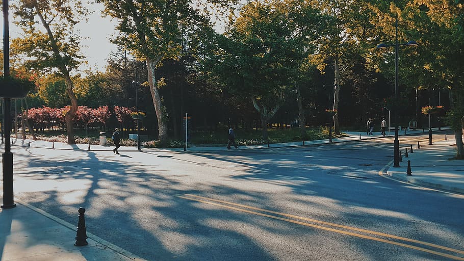 university, tree, road, architecture, plant, shadow, nature HD wallpaper