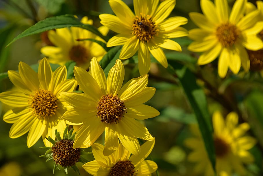 canada, toronto, flowering plant, fragility, vulnerability HD wallpaper