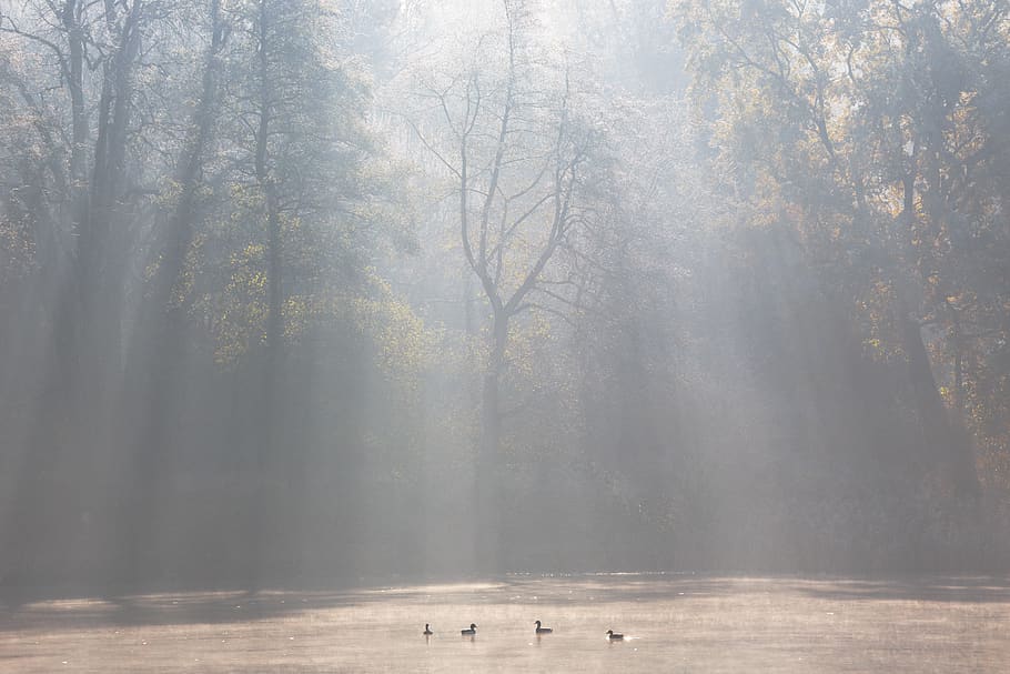 germany, berlin, sunlight, sun ray, silhouette, pond, nature HD wallpaper