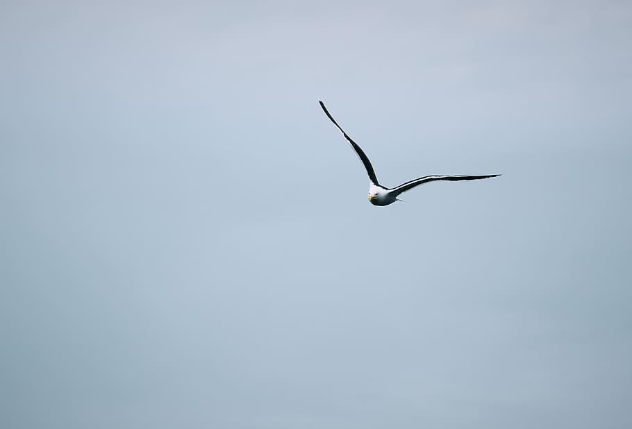 flying gull during daytime, vertebrate, one animal, copy space HD wallpaper