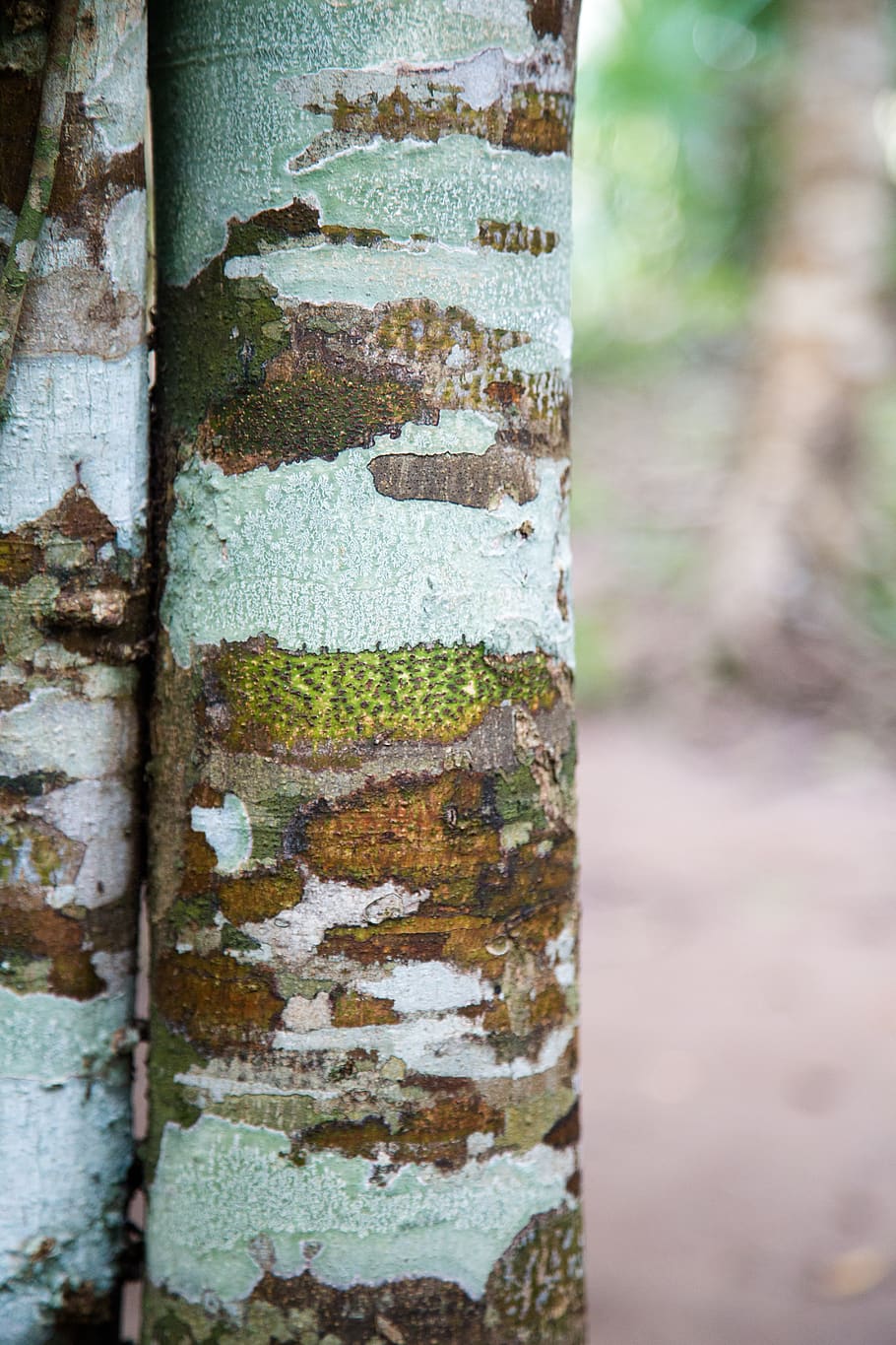 tree, plant, tree trunk, rust, rug, para rubber tree, birch HD wallpaper