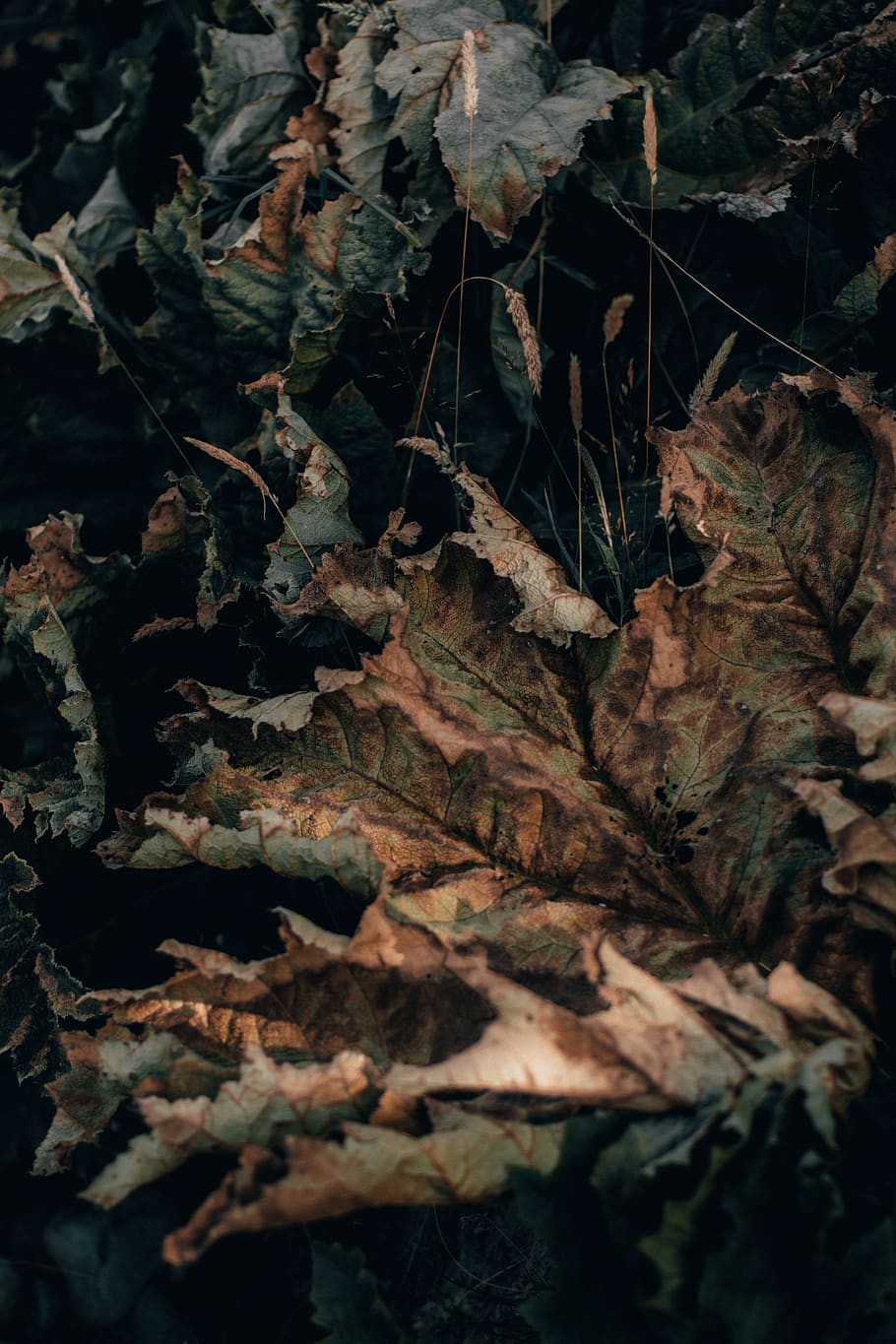 brown dried leaves, leaf, plant part, no people, nature, autumn HD wallpaper
