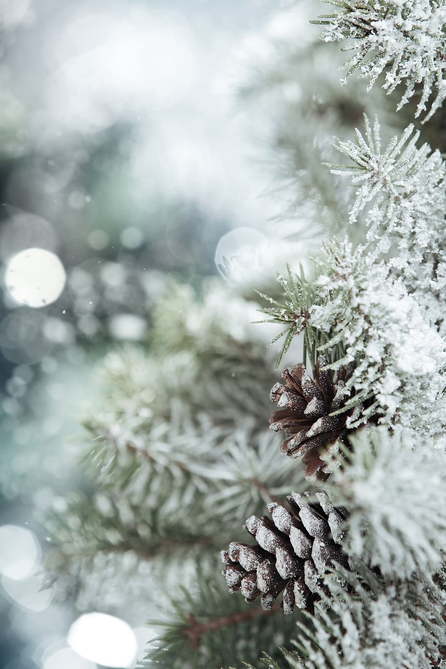 winter, christmas, leann, pine, tree, plant, celebration, pine tree HD wallpaper