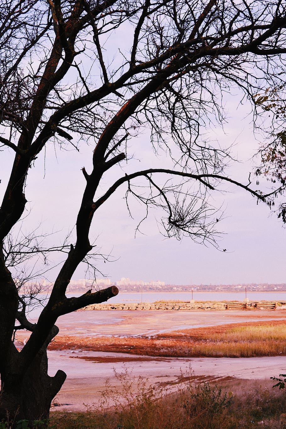 landscape, nature, wallpaper, background, sea, tree, vsco, field HD wallpaper