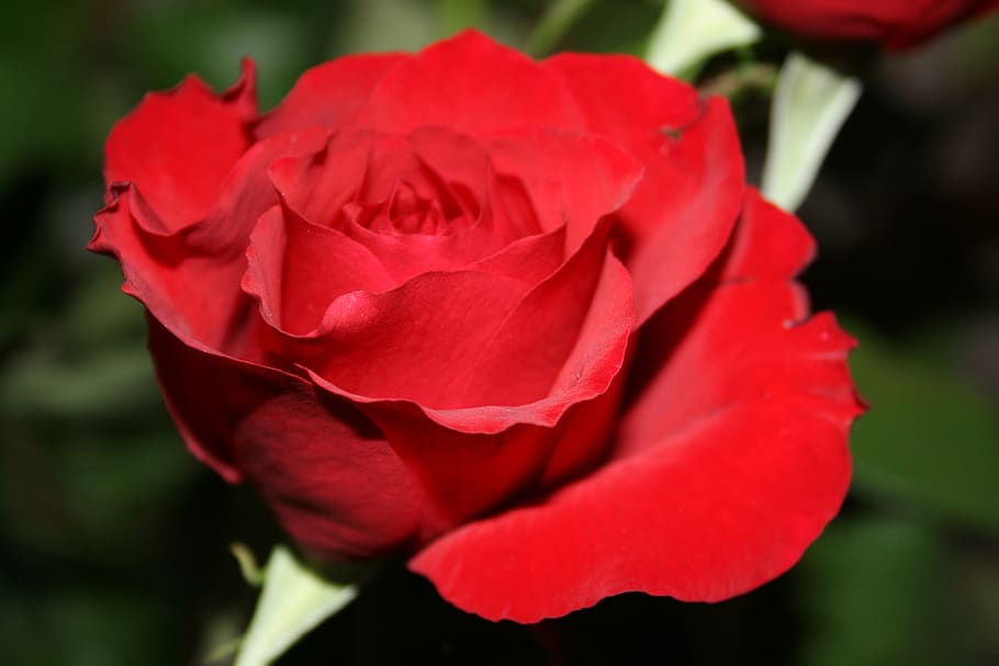 Red Rose in Close Up Photography, bloom, blossom, flora, flower HD wallpaper