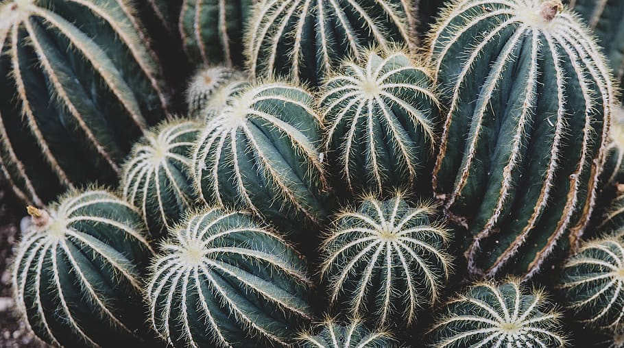 green cacti, succulent plant, growth, cactus, full frame, no people HD wallpaper