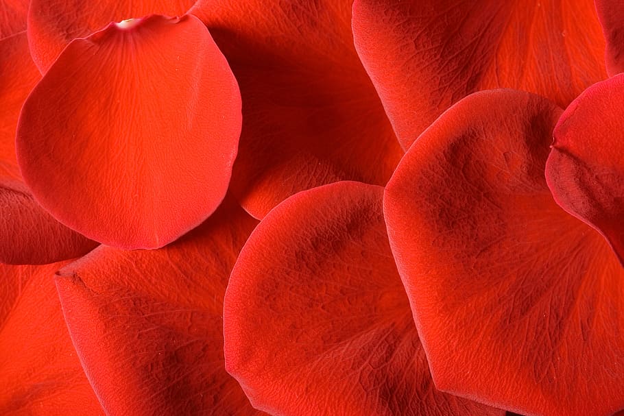 flower, fresh, gift, petals, photo, red, romance, romantic HD wallpaper