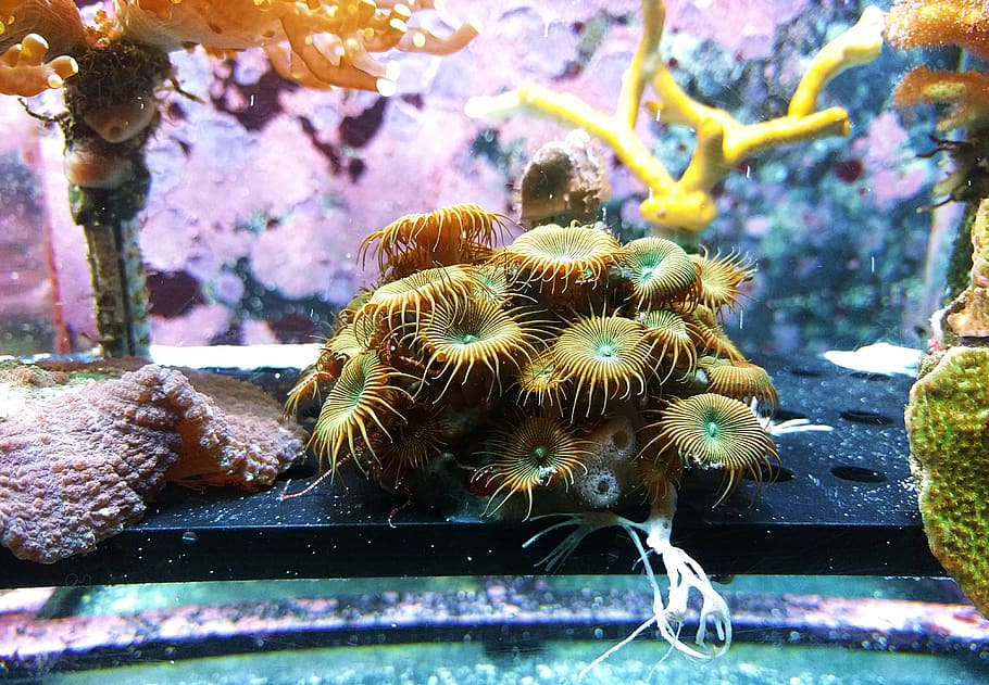 Brown Sea Creature Inside Fish Tank, aquarium, close-up, color, HD wallpaper