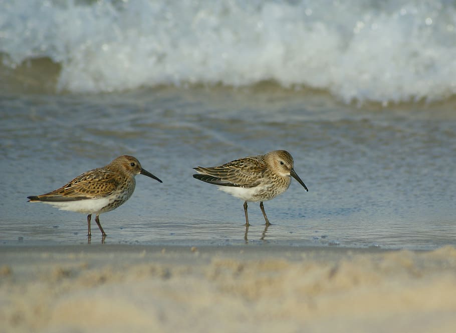 sandpiper, ac, waders, variables, animals, fauna, water, beach HD wallpaper