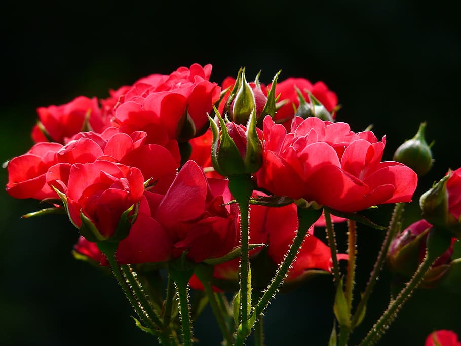 Red Roses Close Up Photography, bloom, blossom, buds, close-up HD wallpaper