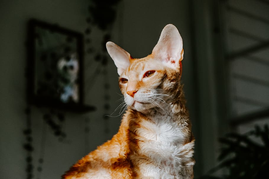 orange cat, domestic animals, pets, mammal, domestic cat, feline HD wallpaper
