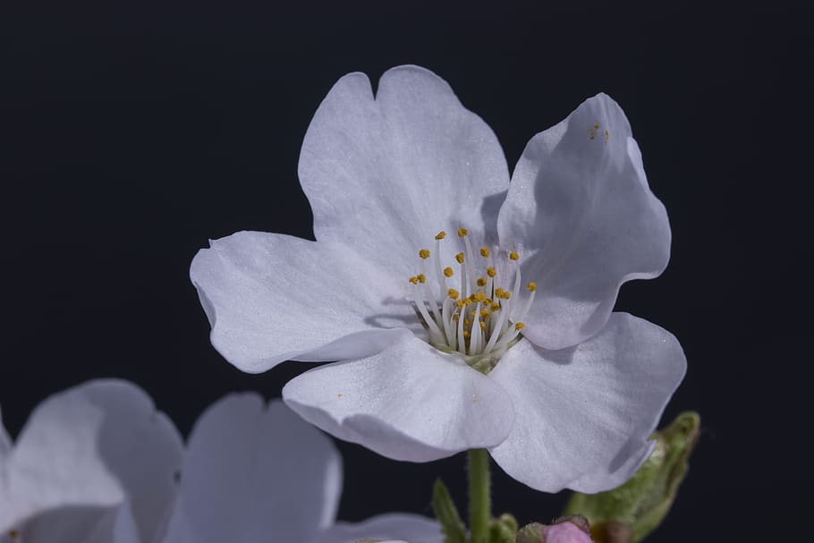 cherry blossom, spring, nature, flowers, plants, wood, cherry tree HD wallpaper
