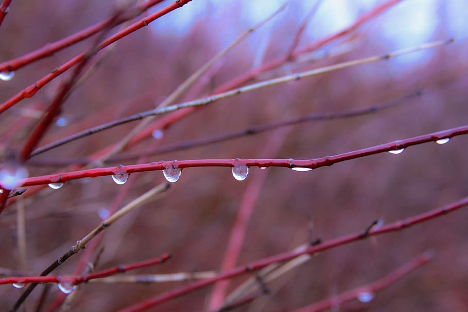 tree, water, drops, nature, plant, close-up, no people, growth HD wallpaper
