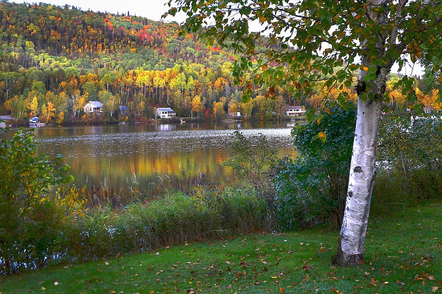 landscape, fall, nature, trees, birch, forest, leaves, colors HD wallpaper