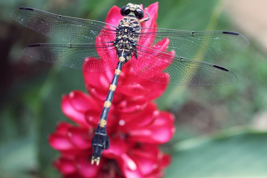 uganda, dragonfly, close up, insect, invertebrate, animal wing HD wallpaper