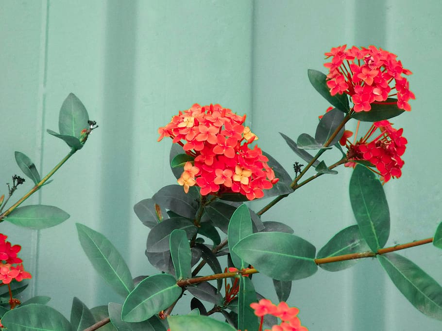 flowering plant, plant part, leaf, beauty in nature, growth HD wallpaper