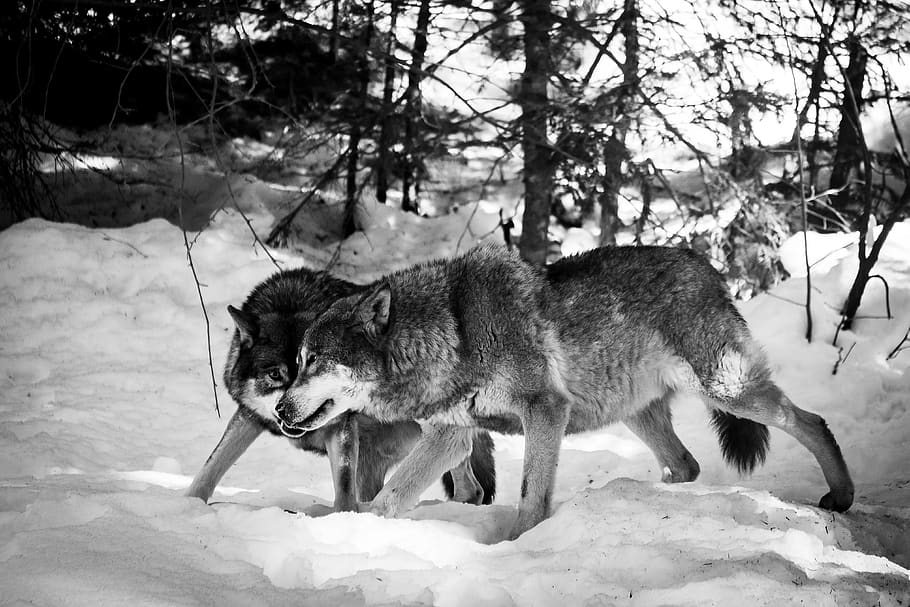 two wolves on snow, animal, wolf, mammal, coyote, dog, canine HD wallpaper