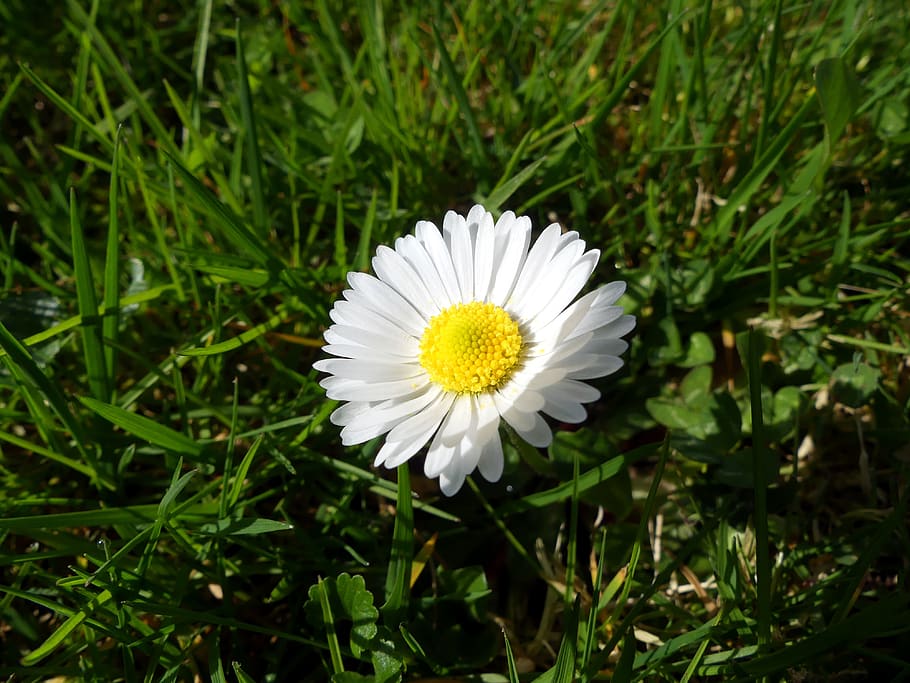 daisy, flower, green, white, spring, flowering plant, vulnerability HD wallpaper