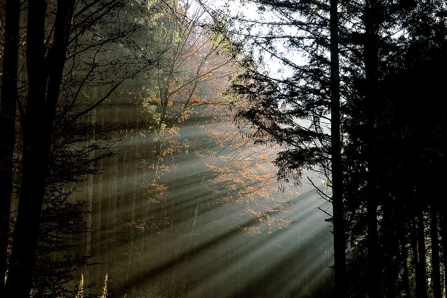 forest, sunbeam, mood, trees, autumn, atmosphere, haze, light HD wallpaper