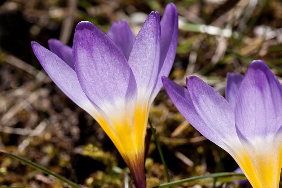 Purple and Yellow Petalled Flower, bloom, blossom, flora, flowers HD wallpaper
