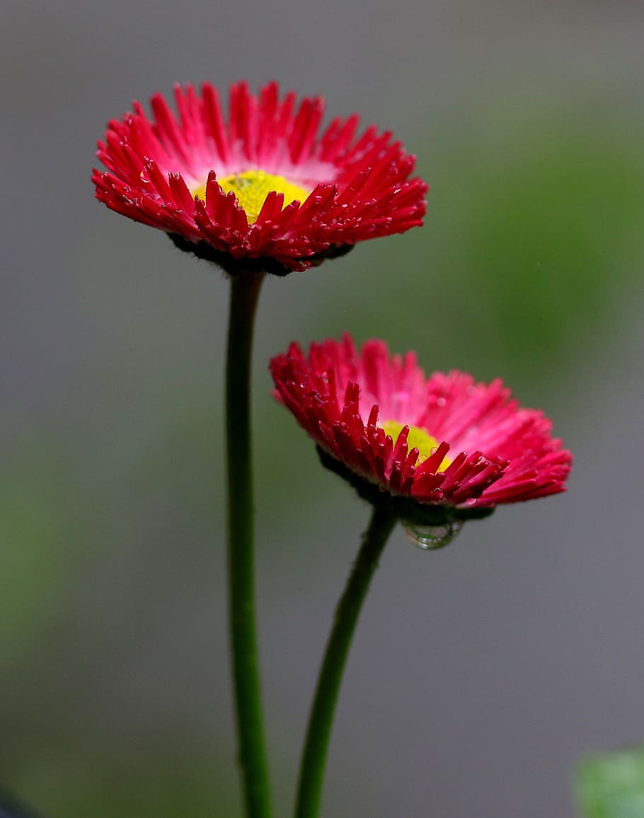 flower, red, spring, coloring, supplies, petals, flowering plant HD wallpaper