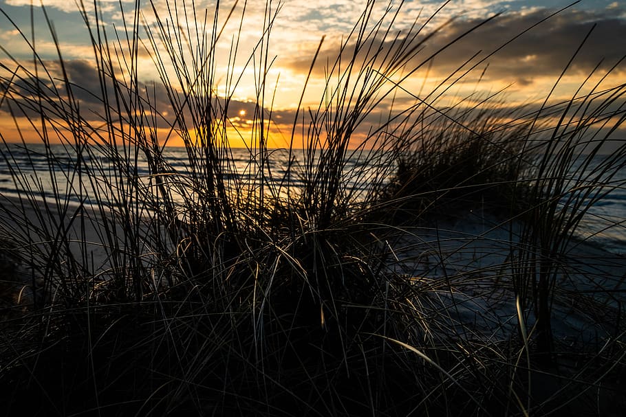 west beach, baltic sea, ahrenshoop, sunset, dune grass, nature, HD wallpaper